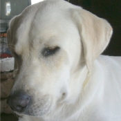 Photo de Labrador retriever