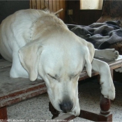 Photo de Labrador retriever