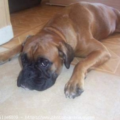 Photo de Boxer