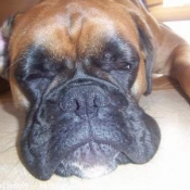 Photo de Boxer