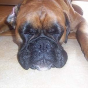 Photo de Boxer