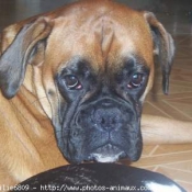 Photo de Boxer