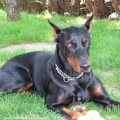 Photo de Dobermann