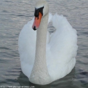 Photo de Cygne