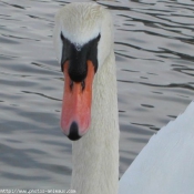 Photo de Cygne