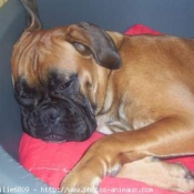 Photo de Boxer