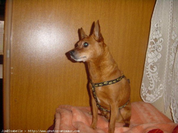 Photo de Pinscher nain