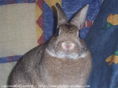 Photo de Lapin