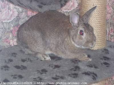 Photo de Lapin