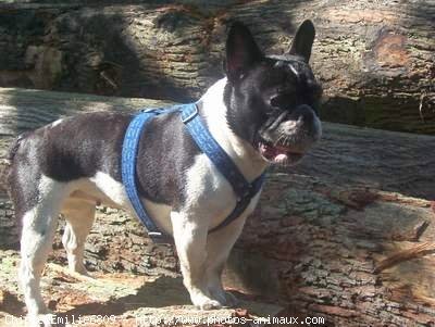 Photo de Bouledogue franais