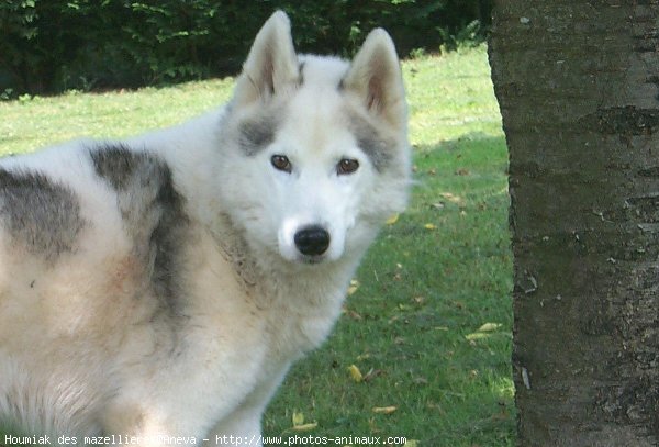 Photo de Husky siberien