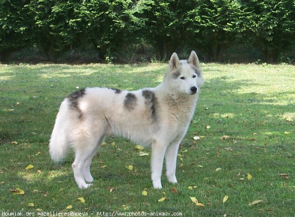 Photo de Husky siberien