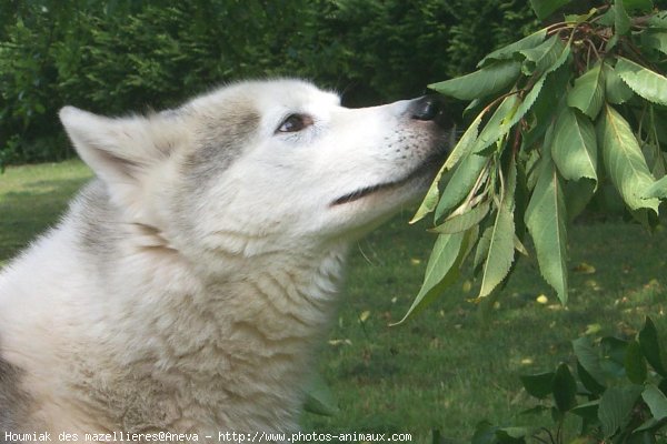 Photo de Husky siberien