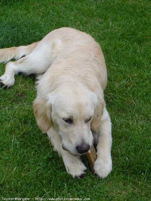 Photo de Golden retriever