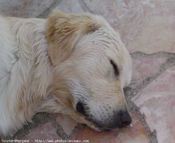 Photo de Golden retriever