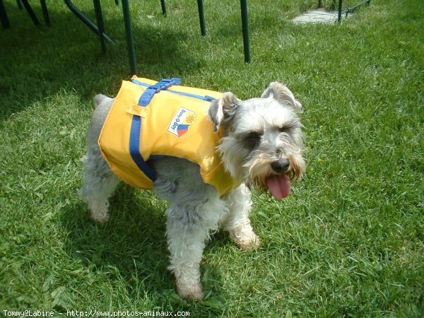 Photo de Schnauzer gant