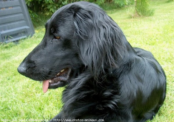 Photo de Retriever  poil plat