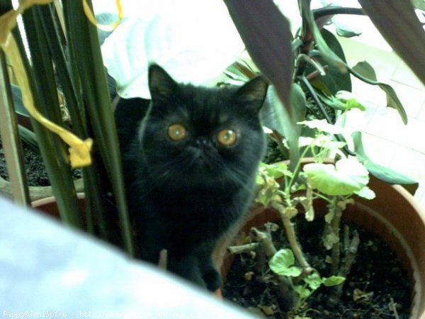 Photo d'Exotic shorthair