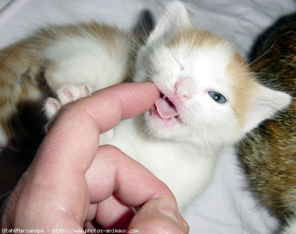 Photo de Chat domestique