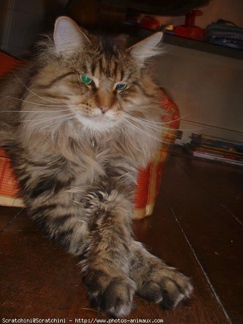 Photo de Maine coon