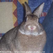 Photo de Lapin