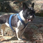 Photo de Bouledogue franais