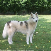 Photo de Husky siberien