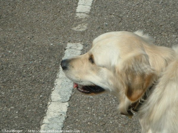 Photo de Golden retriever