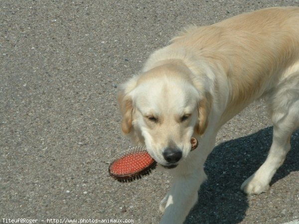 Photo de Golden retriever