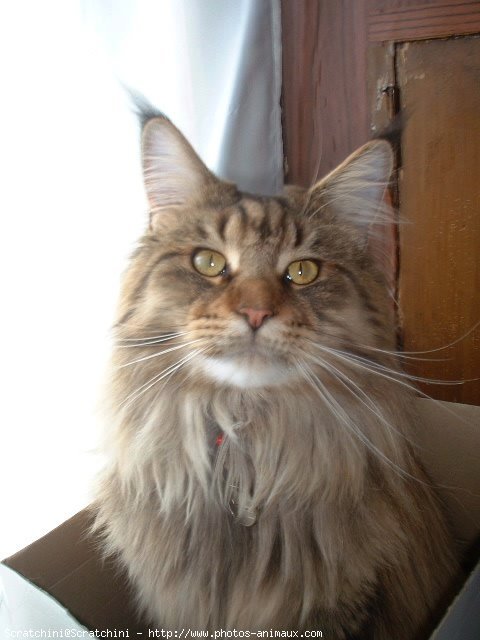 Photo de Maine coon