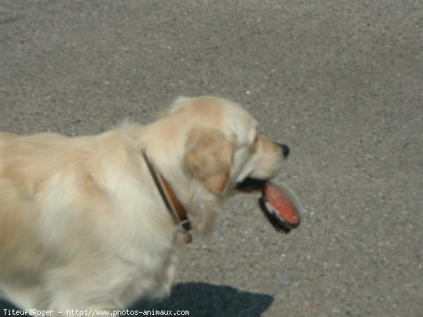 Photo de Golden retriever