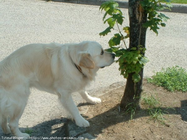 Photo de Golden retriever