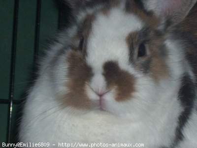 Photo de Lapin