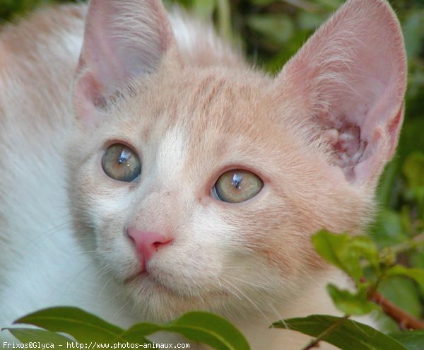 Photo de Chat domestique