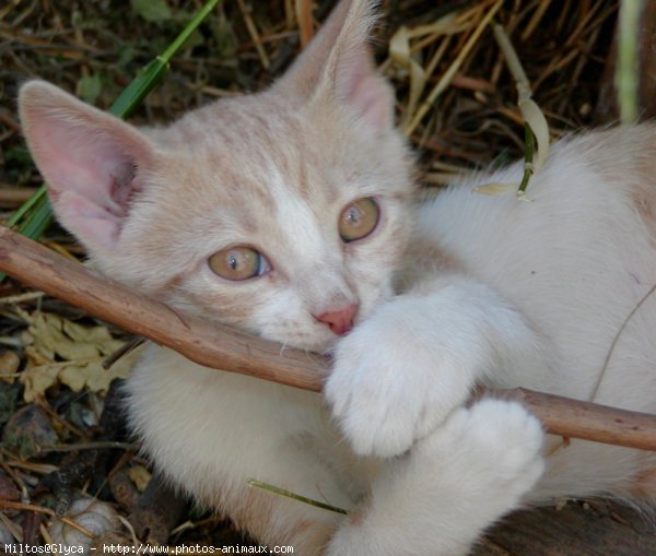 Photo de Chat domestique