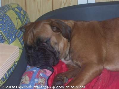 Photo de Boxer