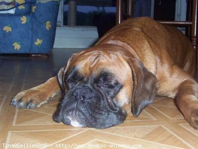 Photo de Boxer