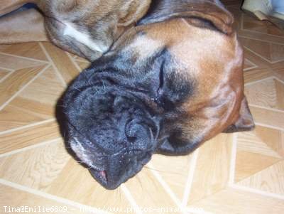 Photo de Boxer