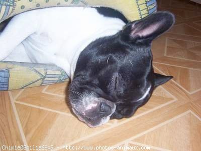 Photo de Bouledogue franais