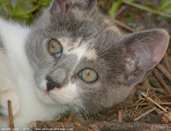 Photo de Chat domestique