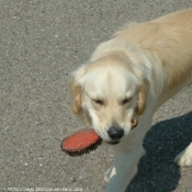 Photo de Golden retriever