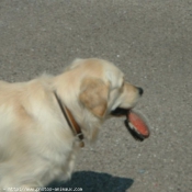 Photo de Golden retriever