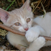 Photo de Chat domestique