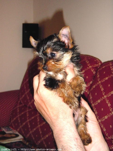 Photo de Yorkshire terrier