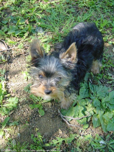 Photo de Yorkshire terrier