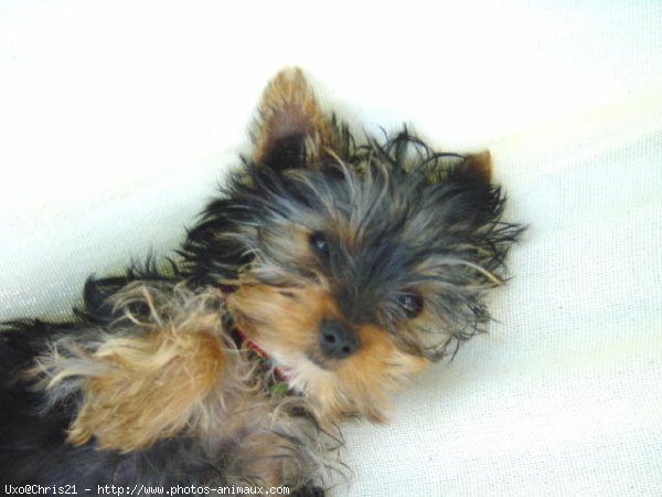 Photo de Yorkshire terrier