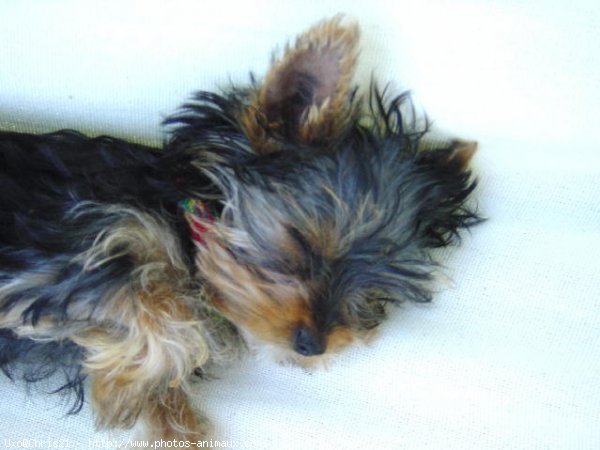 Photo de Yorkshire terrier