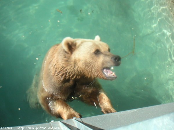 Photo d'Ours