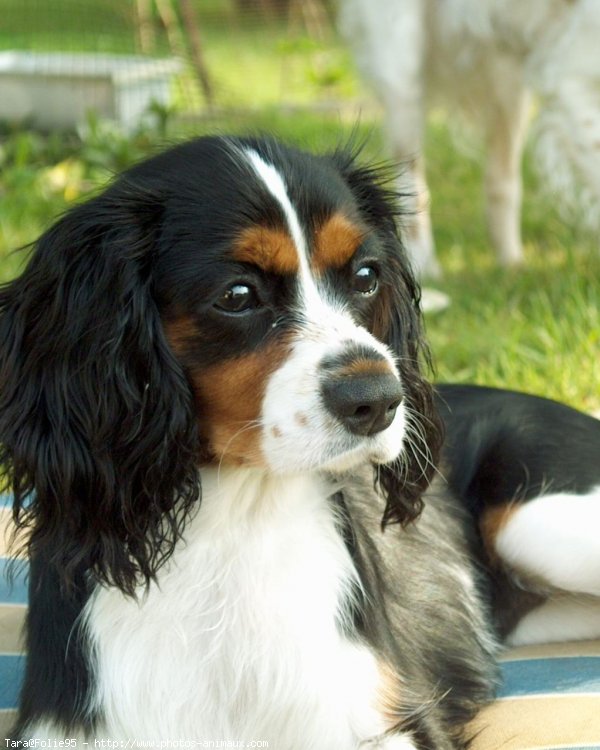 Photo de Cavalier king charles spaniel