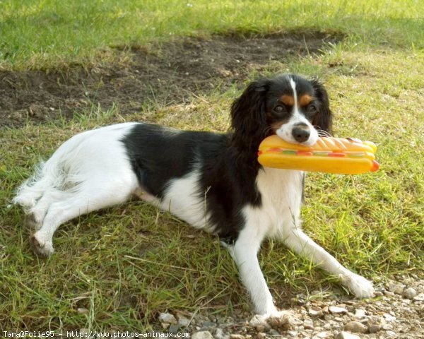 Photo de Cavalier king charles spaniel